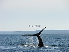 鯨魚,阿根廷,巴塔哥尼亞