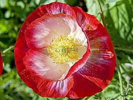 馬克,花卉,紅花