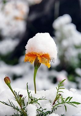 花卉,雪,秋季
