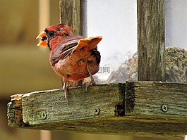 鳥,成熟,紅衣主教