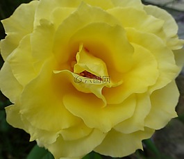 黃玫瑰,開花,花