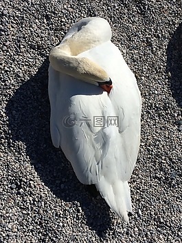 天鵝,動(dòng)物,鳥(niǎo)