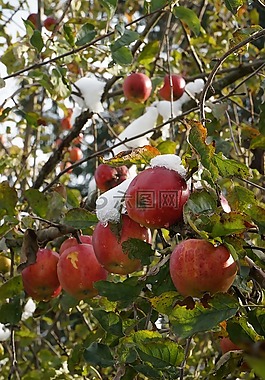 水果,樹,枝杈