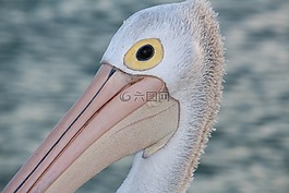 野生動物,鵜,海灘