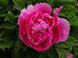 牡丹,粉色,花