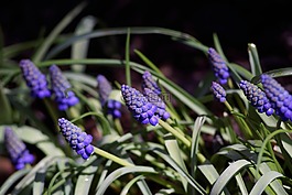 葡萄風信子,鮮花,藍色