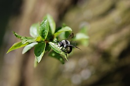 熊蜂,春,性质