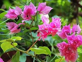 花,九重葛,粉紅色