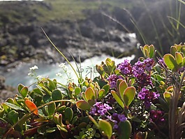 花,geitafoss,冰島