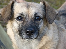 狗,肖像,野生動物攝影