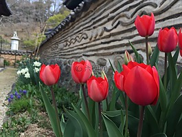 郁金香,寺,圍欄
