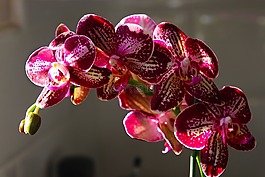 蘭花,花,花的