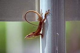 蜥蜴,自然,爬行動物