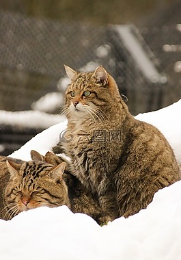 野生貓,雪,冬天