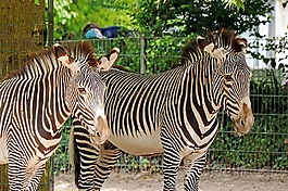 斑馬,動物園,動物