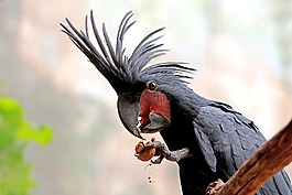 鸚鵡,鳥,豐富多彩