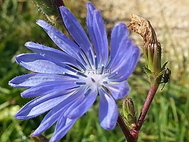 開(kāi)花,藍(lán)色的等待,菊苣