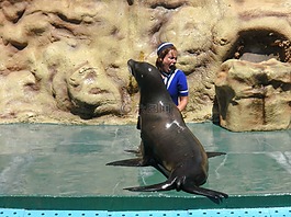 密封,動物園瑪麗 ·,阿爾加維