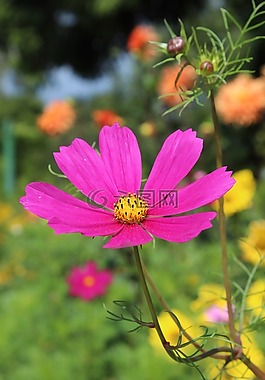 ?？?花,紫色紫色
