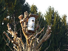 樹,鳥巢,鳥舍