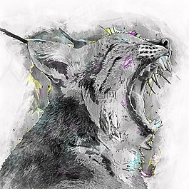 山貓,lynx,野貓