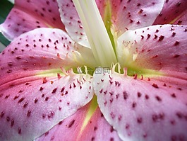 開(kāi)花,百合,詳細(xì)
