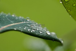滴,雨,葉子