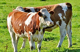 牛,牛肉,反芻動物
