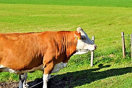 牛,牛肉,反芻動物