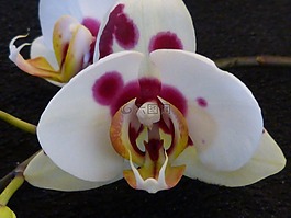 兰花,开花,特写镜头