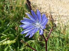 開(kāi)花,藍(lán)色的等待,菊苣