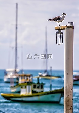 船舶,鳥(niǎo),小船