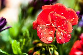 開花,雨滴,關(guān)閉