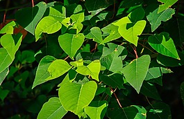 流血的心树,homalanthus populifolius,树