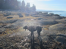 狗,海洋,海