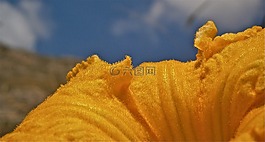 花,南瓜,性質(zhì)