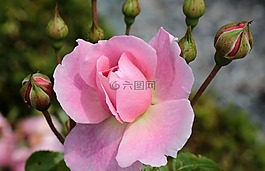 玫瑰,玫瑰绽放,开花