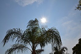 太陽,手掌,海