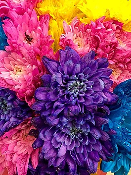 大丽花,多彩,花