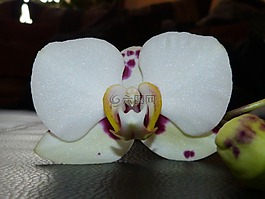 兰花,开花,特写镜头