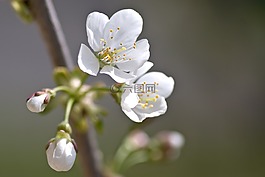 樱花,樱桃,花