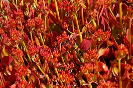 多汁,紅色,橙色