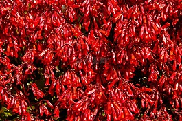多汁,紅色,鮮花