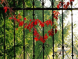 心,愛,紅色