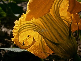 花,南瓜,蔬菜