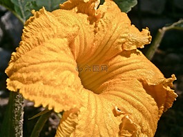 花,南瓜,蔬菜