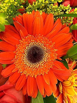 花,非洲菊,特寫