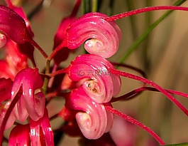grevillea,花,详细