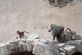 狒狒,追逐,運行