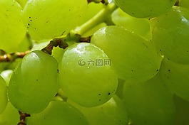 葡萄,水果,健康